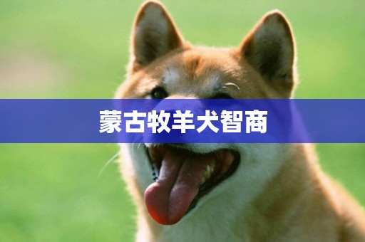 蒙古牧羊犬智商