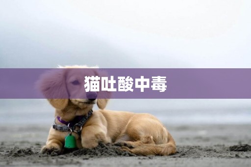 貓吐酸中毒