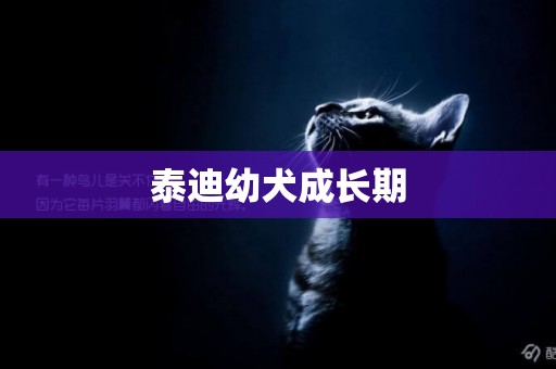 泰迪幼犬成長期