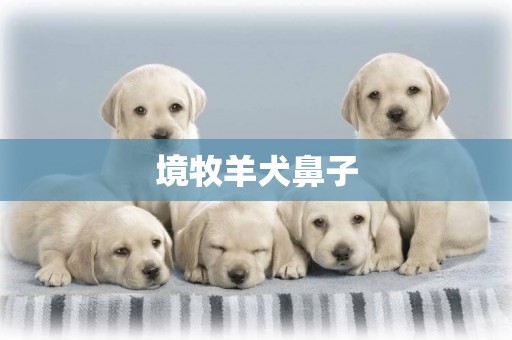 境牧羊犬鼻子