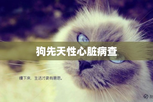 狗先天性心臟病查