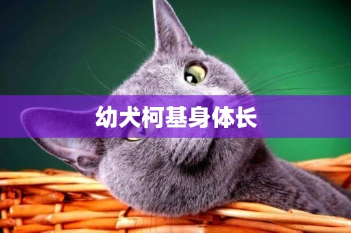 幼犬柯基身體長