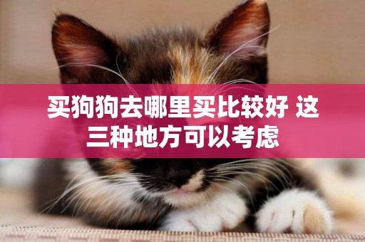買狗狗去哪里買比較好 這三種地方可以考慮