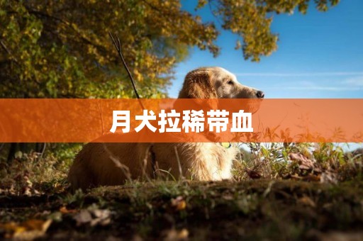 月犬拉稀帶血