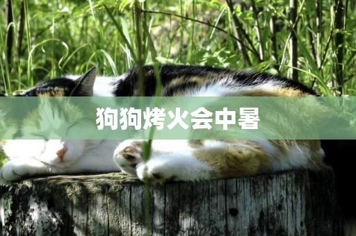 狗狗烤火會中暑