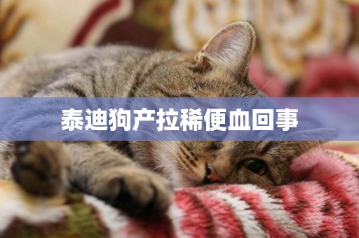 泰迪狗產拉稀便血回事