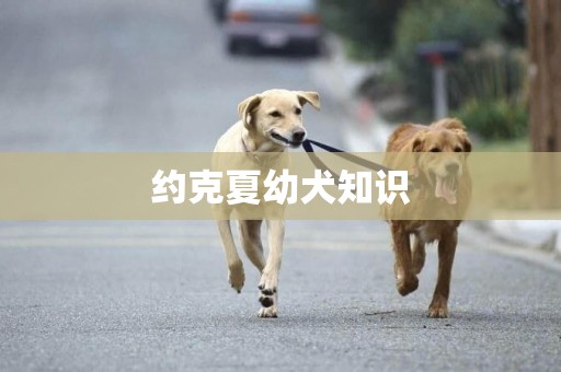 約克夏幼犬知識