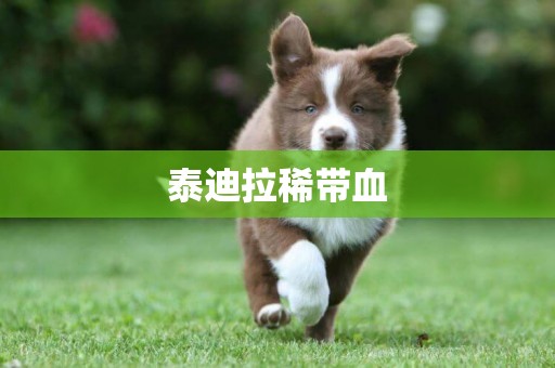 泰迪拉稀帶血