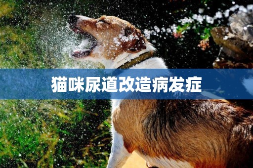 貓咪尿道改造病發癥