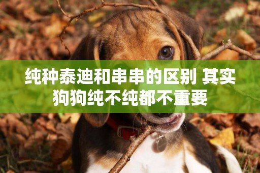 純種泰迪和串串的區別 其實狗狗純不純都不重要 純種泰迪和串串的區別 其實狗狗純不純都不重要
