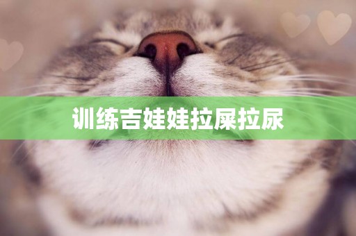訓練吉娃娃拉屎拉尿