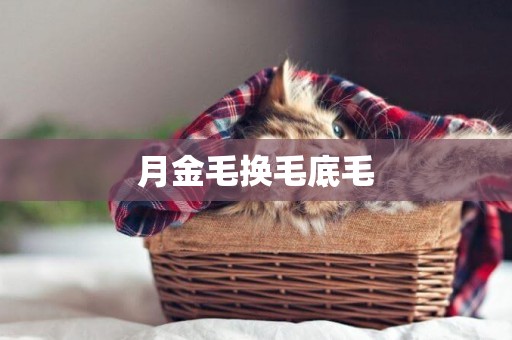 月金毛換毛底毛