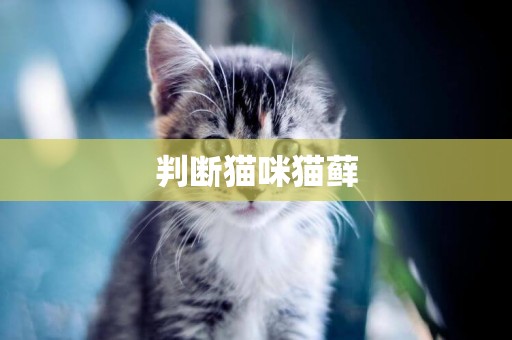 判斷貓咪貓蘚