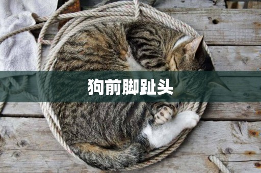 狗前腳趾頭