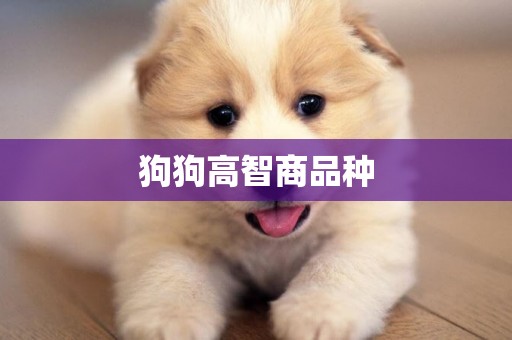 狗狗高智商品種