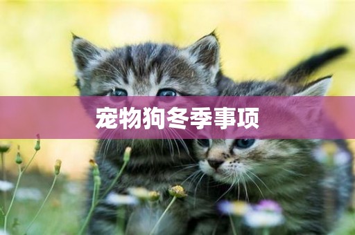 寵物狗冬季事項