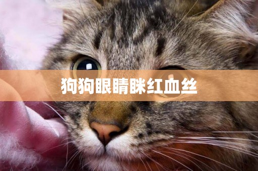 狗狗眼睛瞇紅血絲
