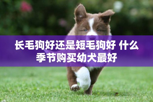 長毛狗好還是短毛狗好 什么季節購買幼犬最好