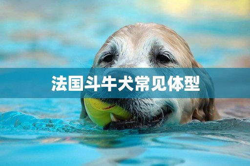 法國斗牛犬常見體型