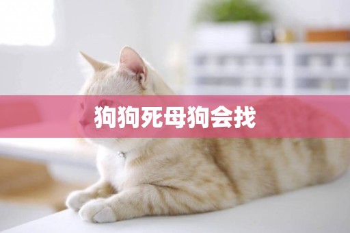 狗狗死母狗會找