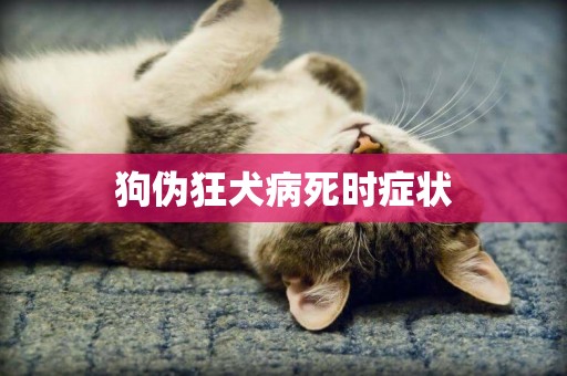 狗偽狂犬病死時癥狀