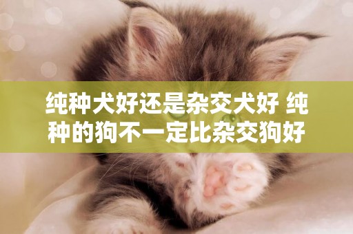 純種犬好還是雜交犬好 純種的狗不一定比雜交狗好 純種犬好還是雜交犬好 純種的狗不一定比雜交狗好