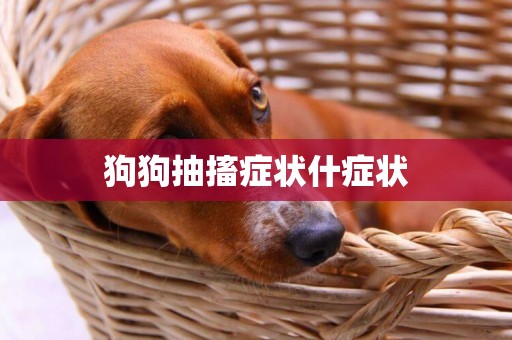 狗狗抽搐癥狀什癥狀