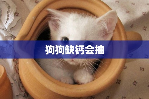 狗狗缺鈣會抽