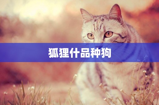 狐貍什品種狗