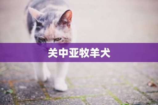 關中亞牧羊犬