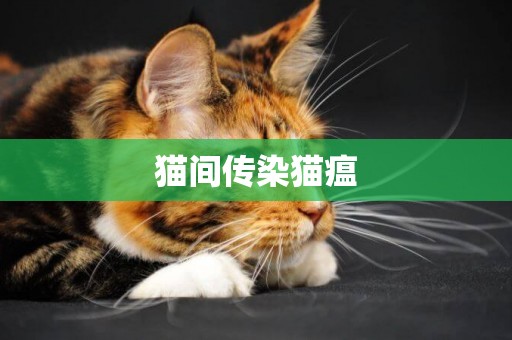 貓間傳染貓瘟