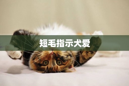 短毛指示犬愛