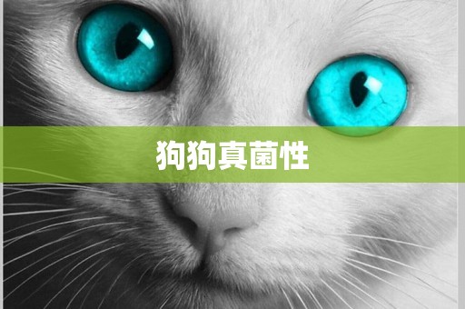 狗狗真菌性