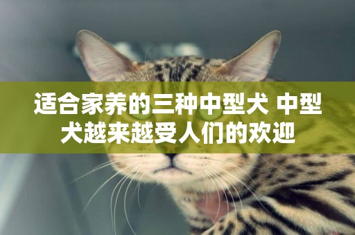 適合家養的三種中型犬 中型犬越來越受人們的歡迎 適合家養的三種中型犬 中型犬越來越受人們的歡迎