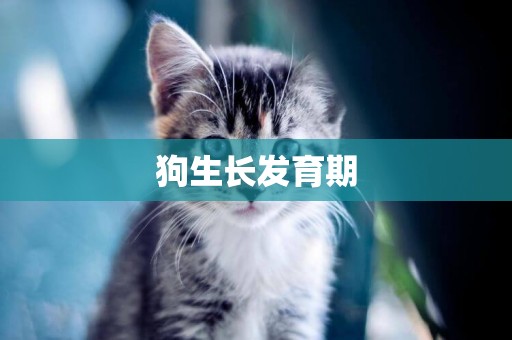 狗生長發育期