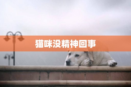 貓咪沒精神回事