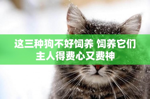 這三種狗不好飼養 飼養它們主人得費心又費神