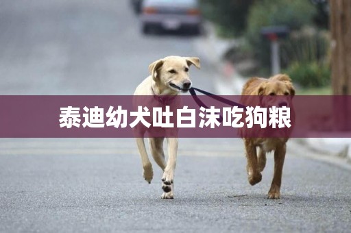 泰迪幼犬吐白沫吃狗糧