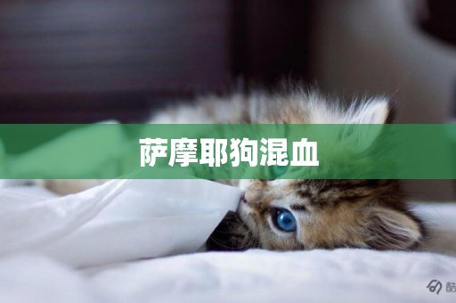 薩摩耶狗混血