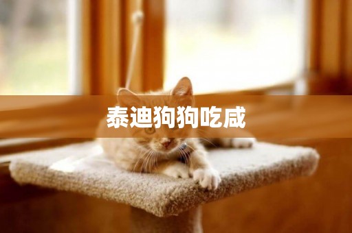 泰迪狗狗吃咸