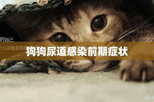 狗狗尿道感染前期癥狀