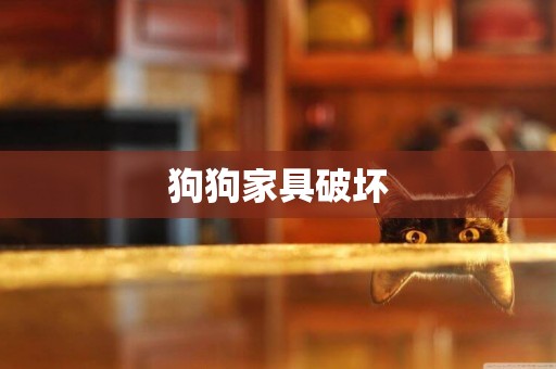 狗狗家具破壞