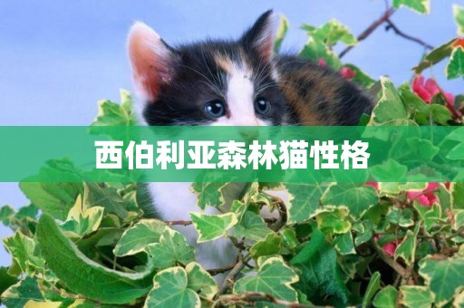 西伯利亞森林貓性格