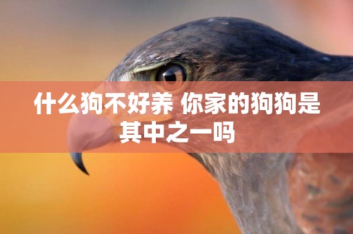 什么狗不好養 你家的狗狗是其中之一嗎 什么狗不好養 你家的狗狗是其中之一嗎