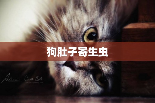 狗肚子寄生蟲