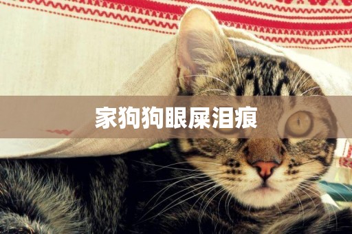 家狗狗眼屎淚痕