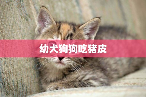 幼犬狗狗吃豬皮