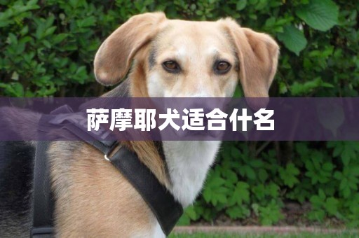 薩摩耶犬適合什名