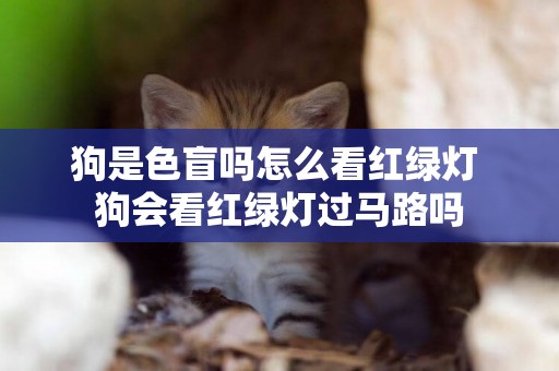 狗是色盲嗎怎么看紅綠燈 狗會看紅綠燈過馬路嗎