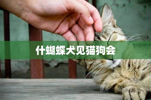 什蝴蝶犬見貓狗會